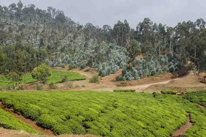 12 - Ruanda - paisaje